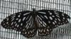 Tirumala septentrionalis